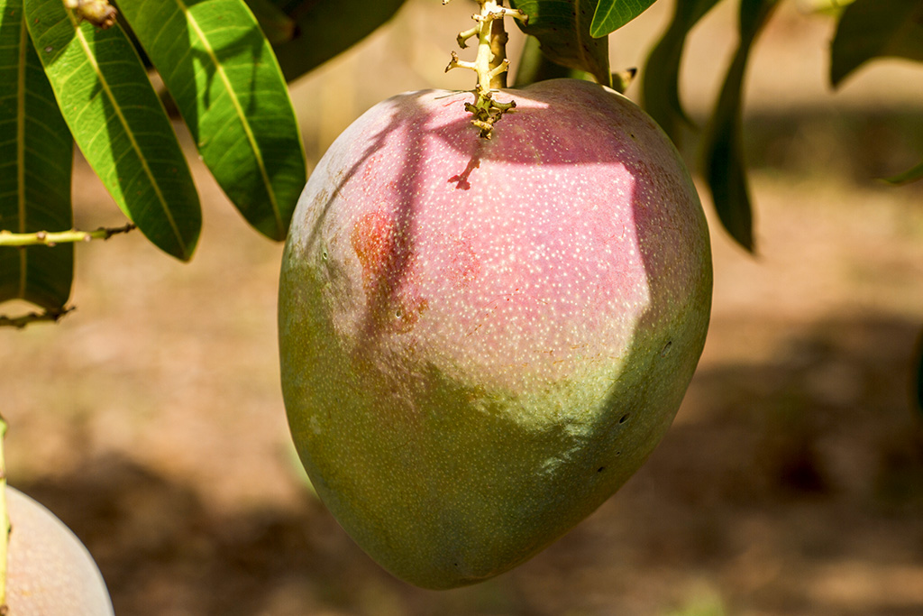 Mangue sur manguier