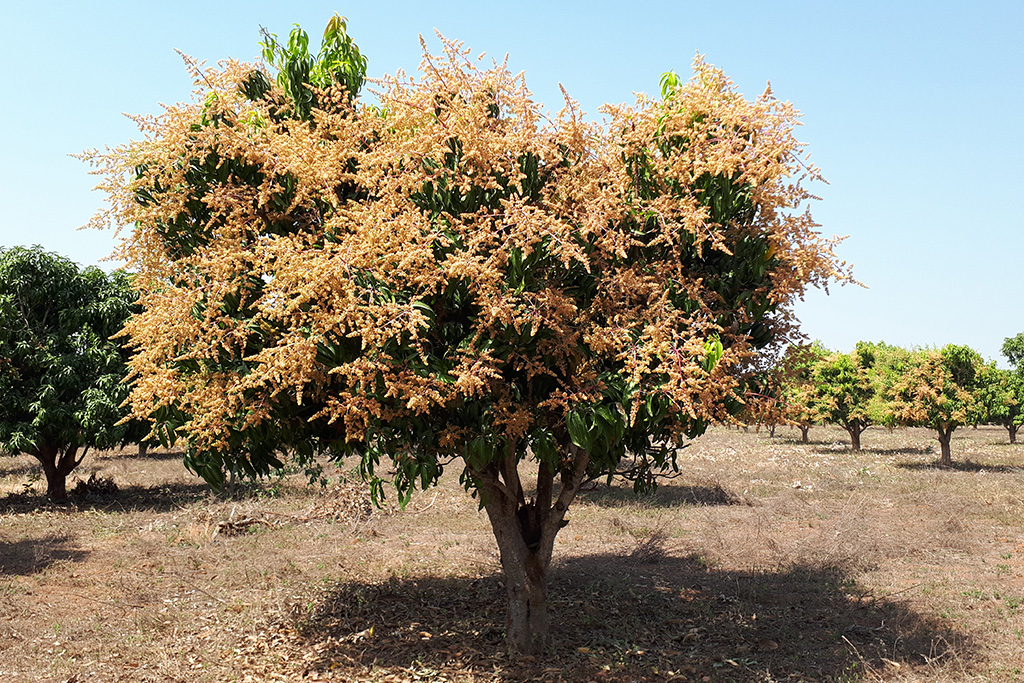 Floraison de manguier