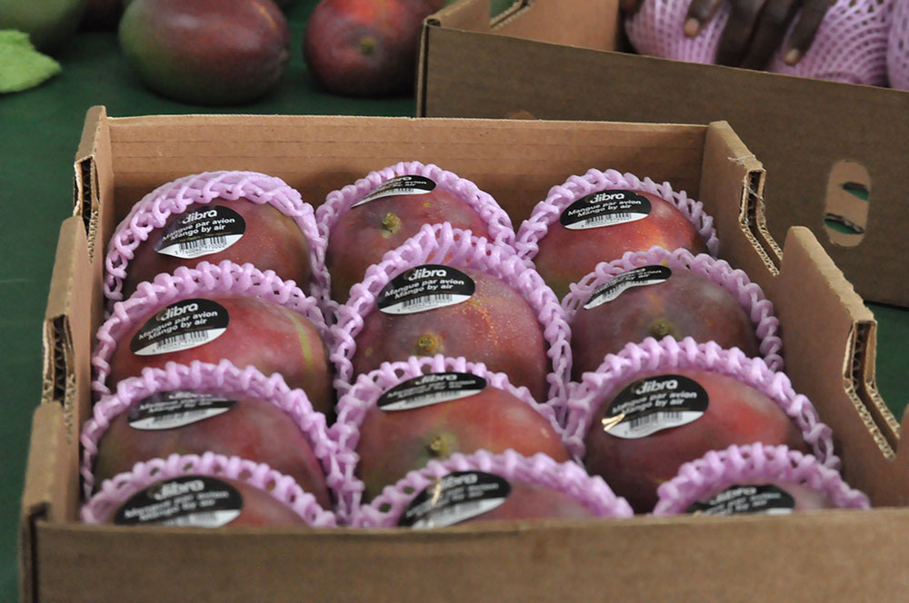 mangue en carton Avion